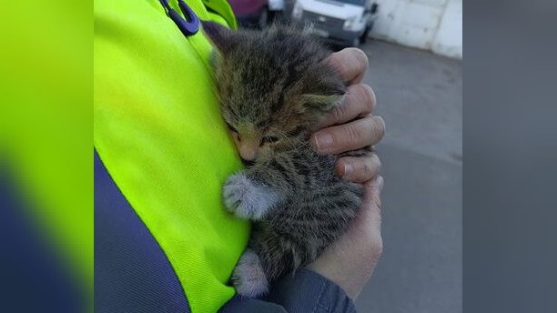 Котёнка, который шесть дней звал на помощь, спасли в Петербурге