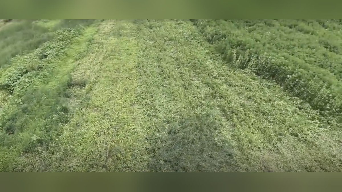 В июне правоохранители уничтожили почти 300 килограммов мака и 10 тонн конопли в Гомельской области
