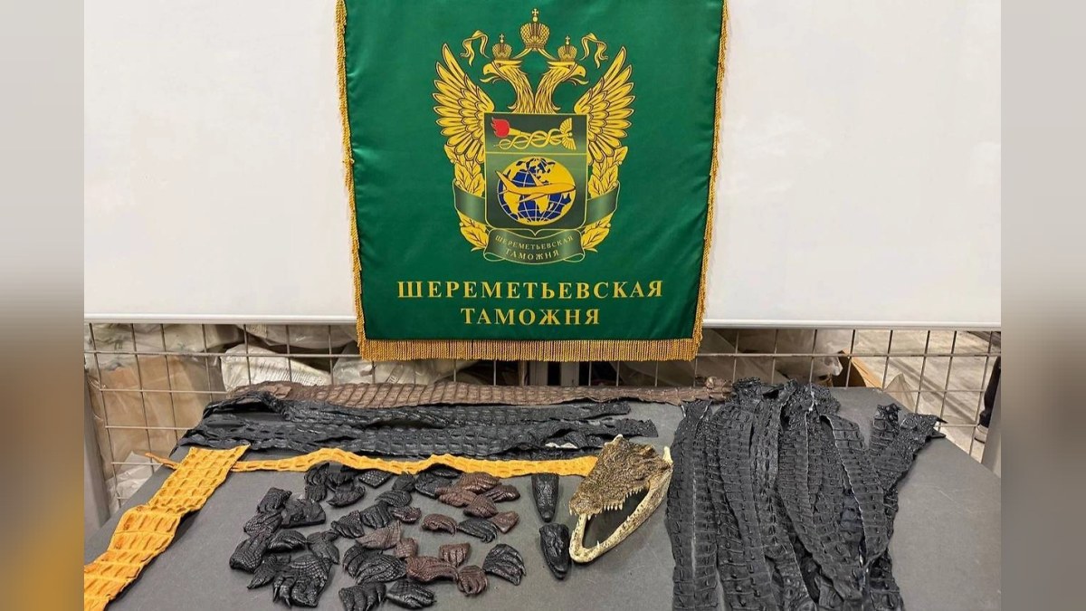 В багаже россиянина в Шереметьево нашли 64 части крокодила «для личного использования»
