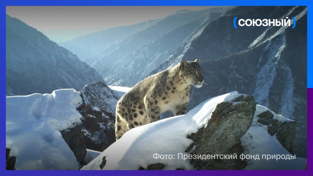 От одного до 21: как возрождают популяцию снежного барса
