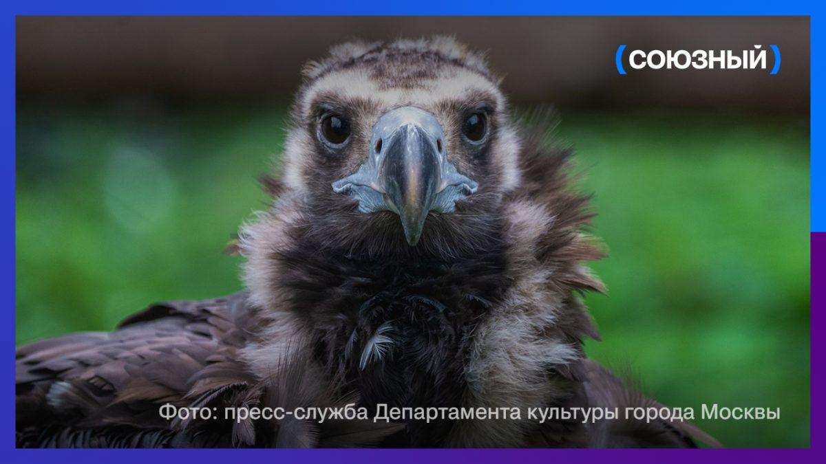 В Московском зоопарке тройное прибавление 