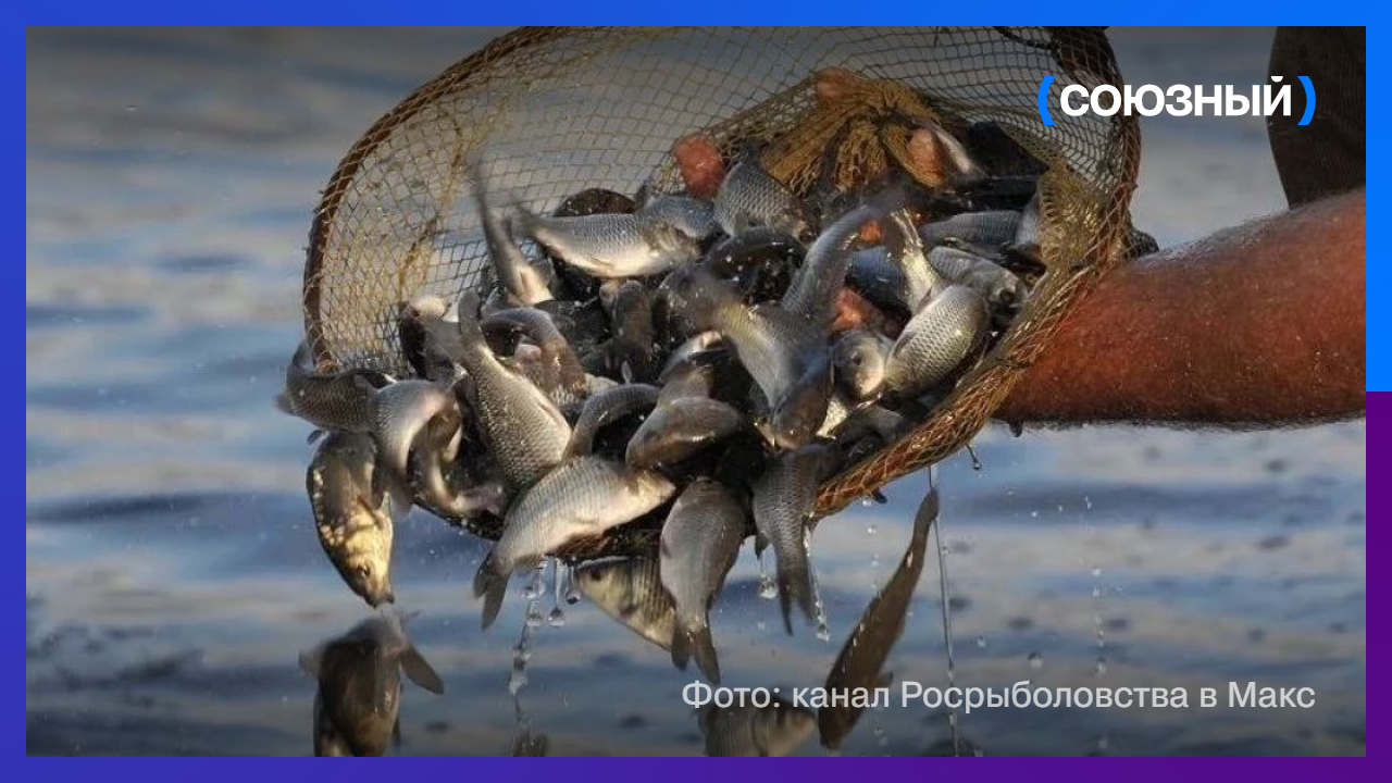 Когда рыба — это не просто ужин 