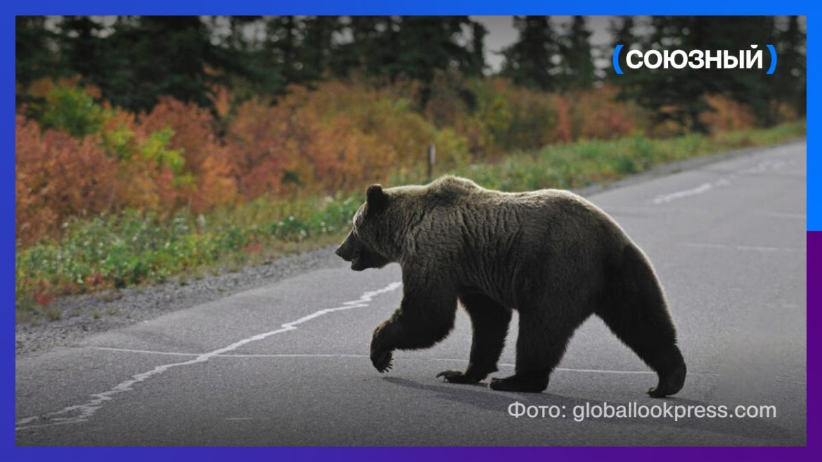 Медведи лезут по водосточной трубе, громят ульи и бани
