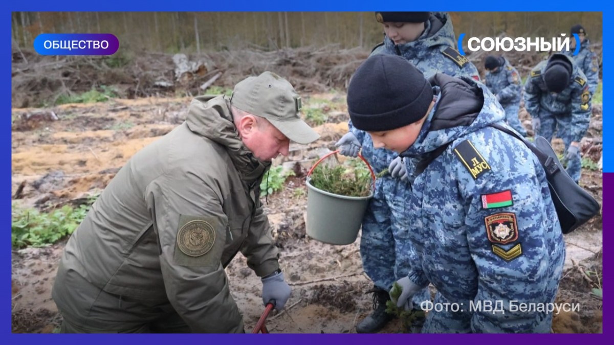 «Наша страна — лёгкие Европы»: сотрудники МВД Беларуси высадили сосны и ели в Воложинском районе