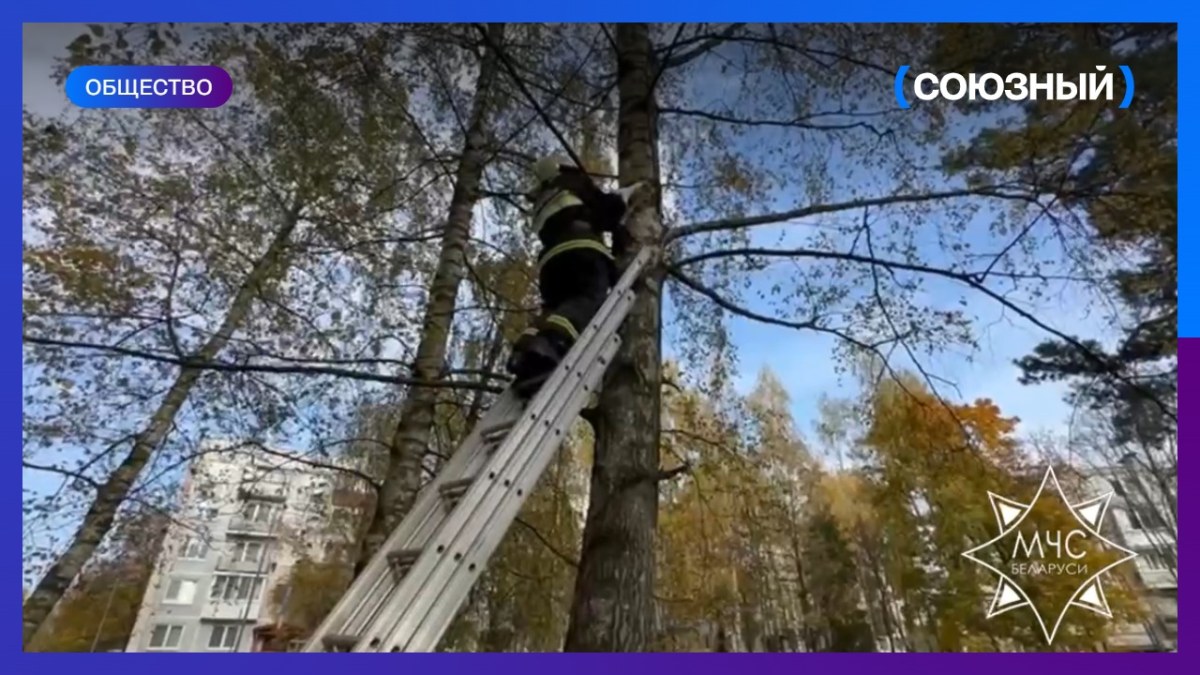 В Борисове спасатели сняли кота с дерева, на котором он просидел двое суток