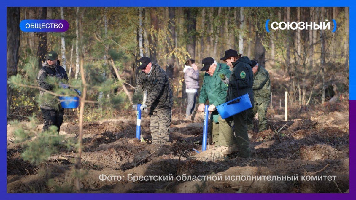 Около 540 тыс. деревьев высадят в Брестской области во время акции «Дай лесу новае жыццё!»