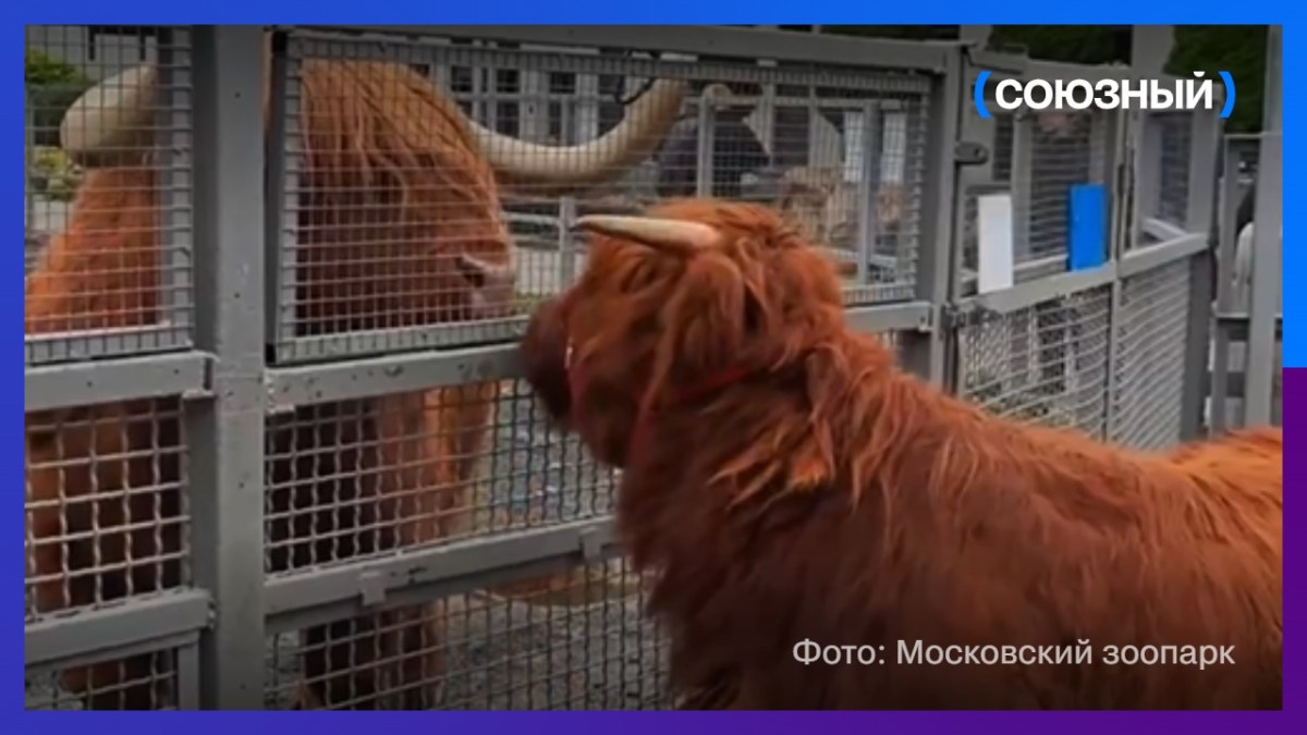 Корова Хайленд Ярослава познакомилась с быком Гаврюшей в Московском зоопарке